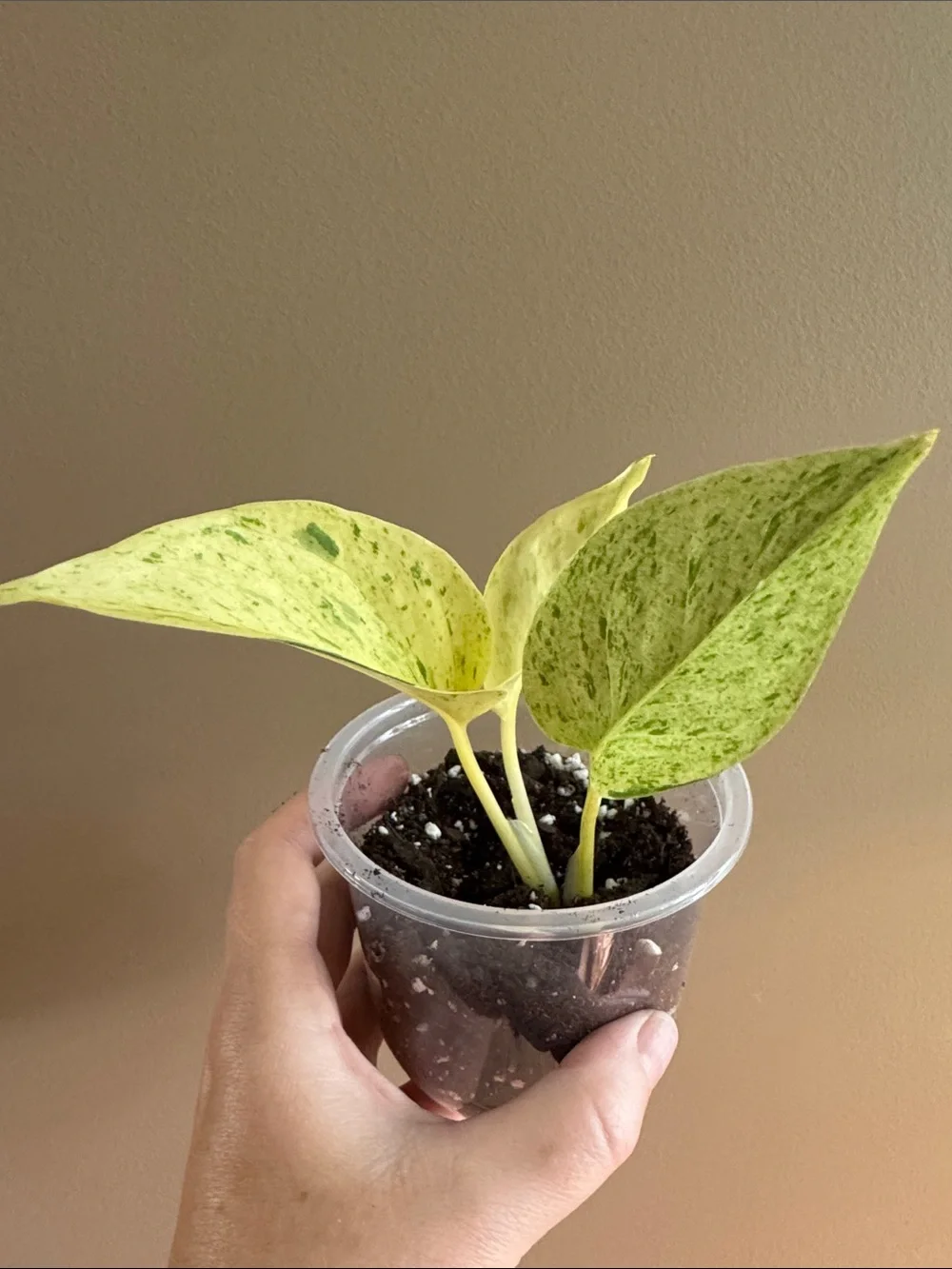Marble Queen Pothos -Rooted